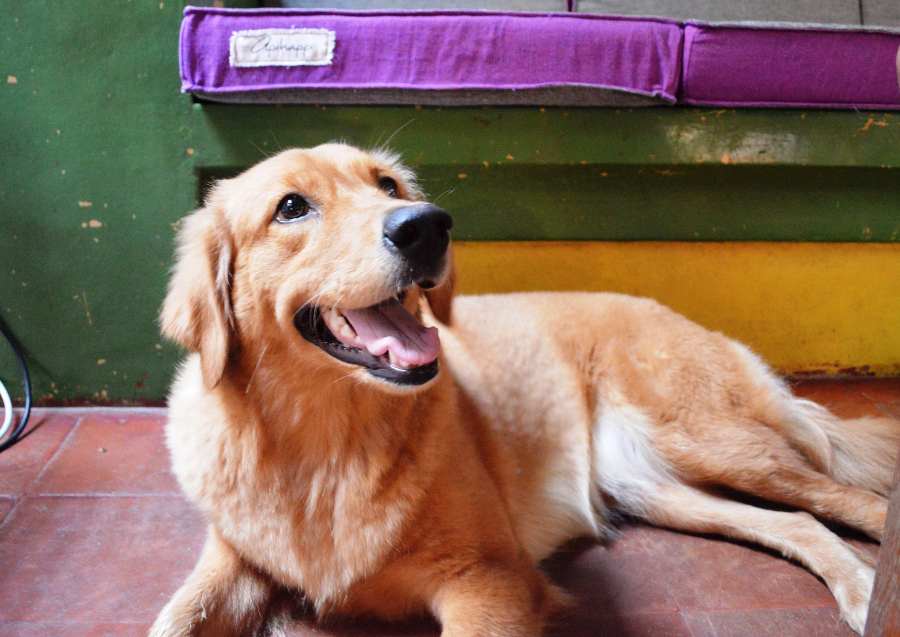 One Big Happy Family: The Paws behind the Brand