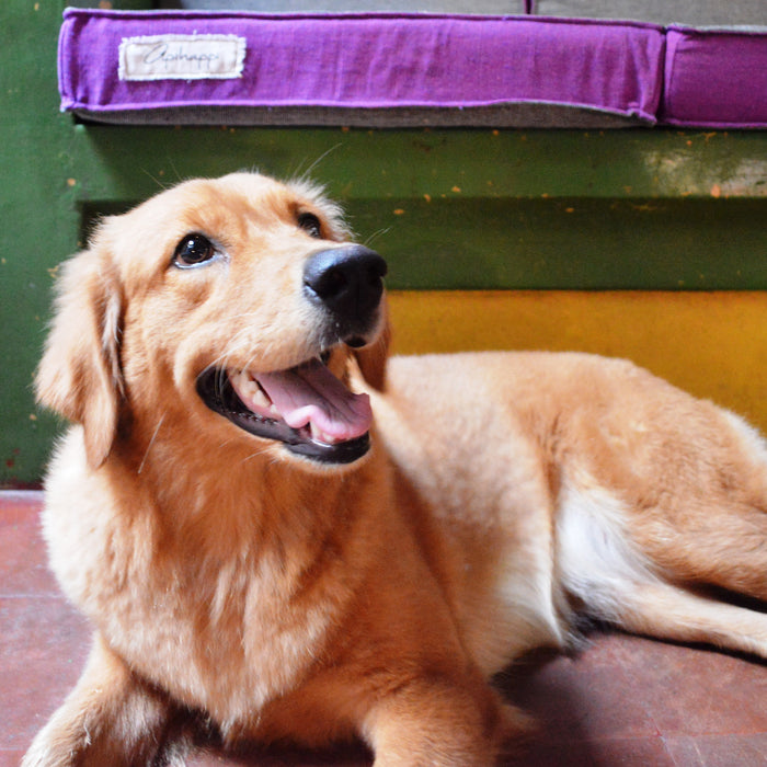 One Big Happy Family: The Paws behind the Brand